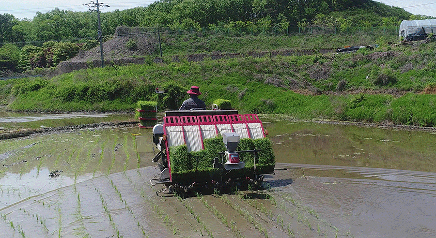 TYM Rice Transplanters