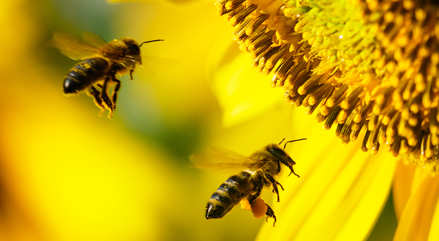 World Bee Day